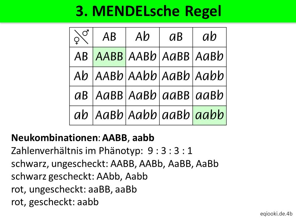 3. MENDELsche Regel Neukombinationen: AABB, aabb