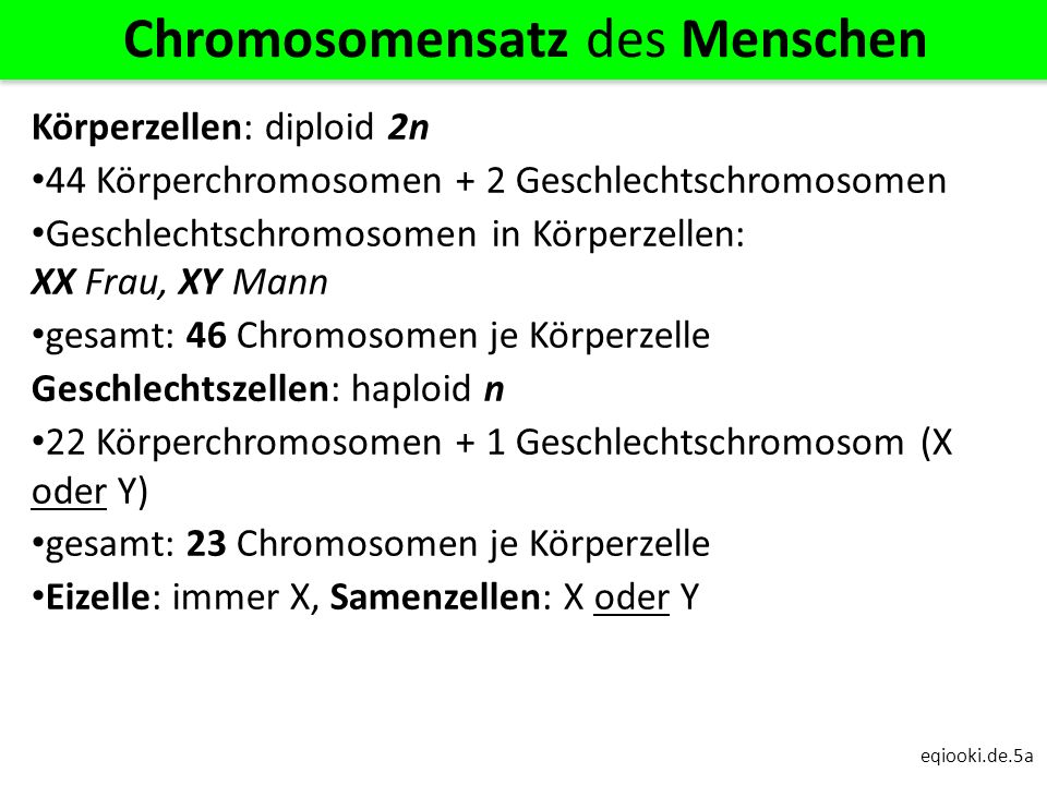Chromosomensatz des Menschen