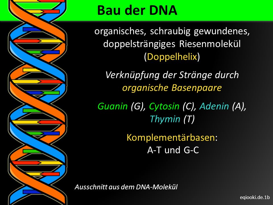 Bau der DNA organisches, schraubig gewundenes, doppelsträngiges Riesenmolekül (Doppelhelix)