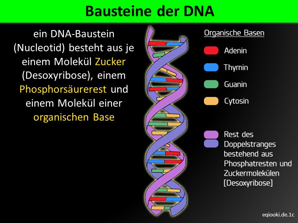 Bausteine der DNA