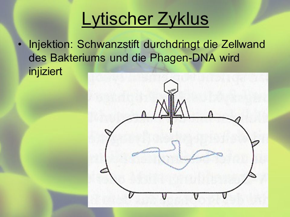 Lytischer Zyklus Injektion: Schwanzstift durchdringt die Zellwand des Bakteriums und die Phagen-DNA wird injiziert.