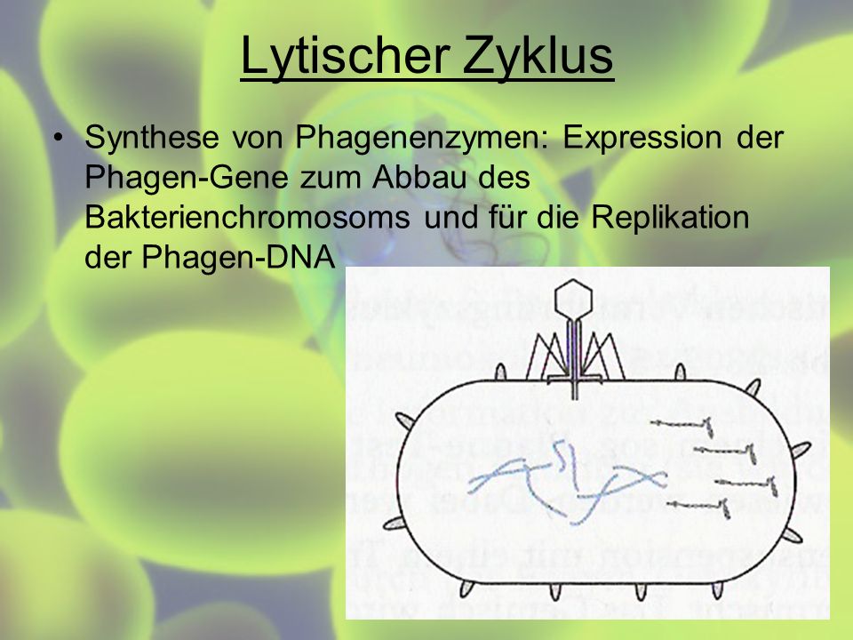 Lytischer Zyklus Synthese von Phagenenzymen: Expression der Phagen-Gene zum Abbau des Bakterienchromosoms und für die Replikation der Phagen-DNA.