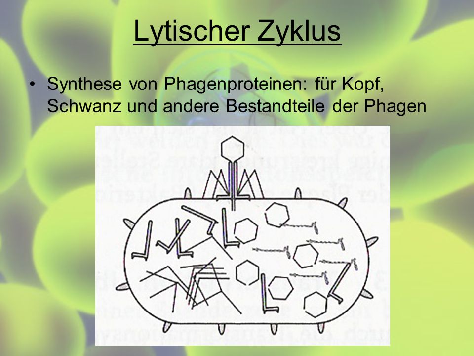 Lytischer Zyklus Synthese von Phagenproteinen: für Kopf, Schwanz und andere Bestandteile der Phagen