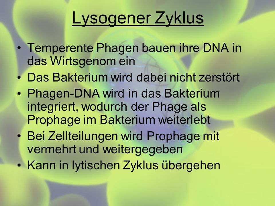 Lysogener Zyklus Temperente Phagen bauen ihre DNA in das Wirtsgenom ein. Das Bakterium wird dabei nicht zerstört.