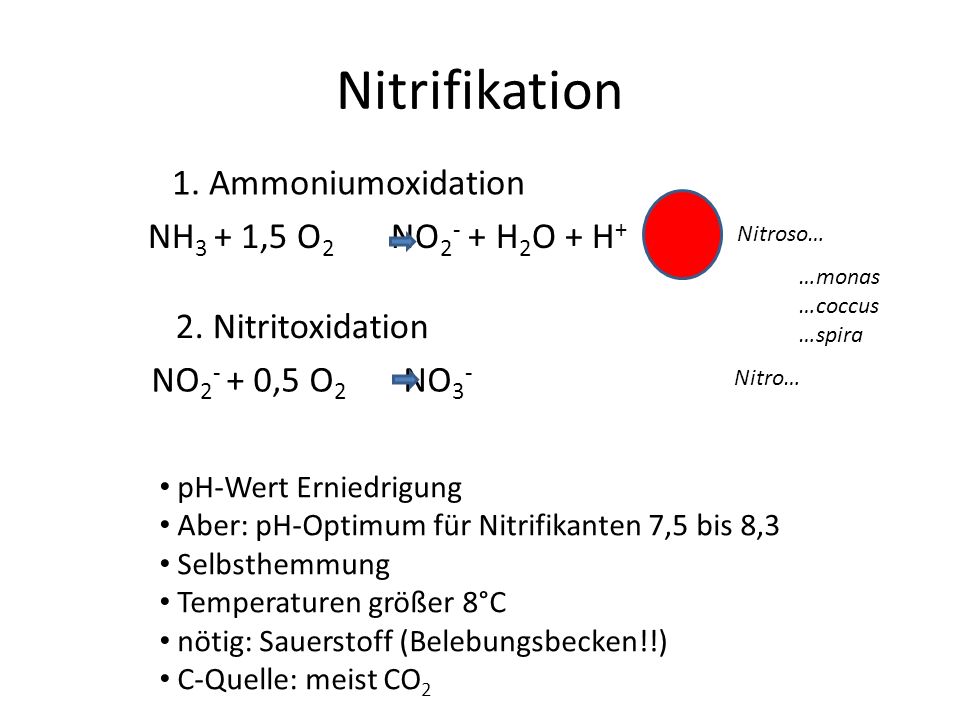 Nitrifikation 1. Ammoniumoxidation NH3 + 1,5 O2 NO2- + H2O + H+