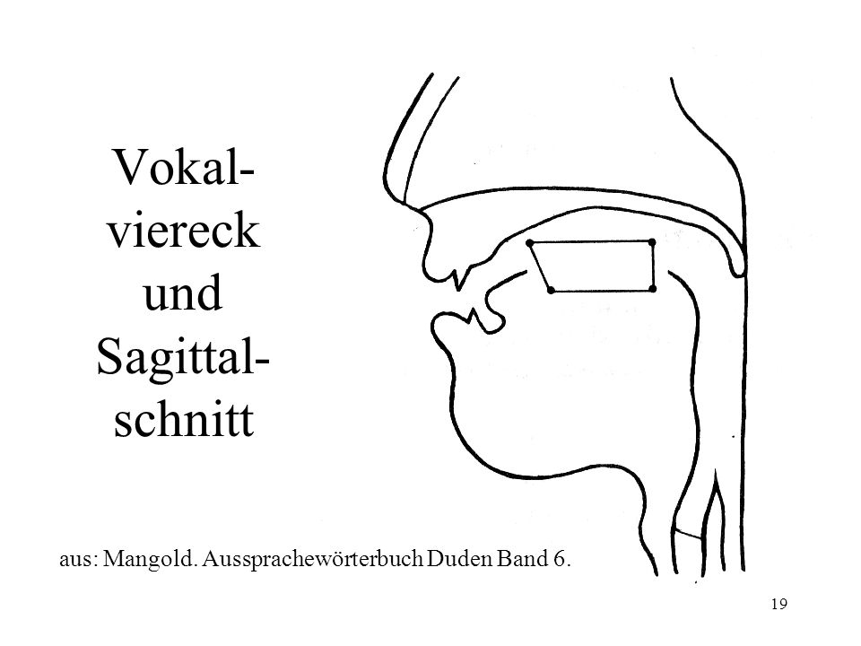 Vokal-viereck und Sagittal-schnitt