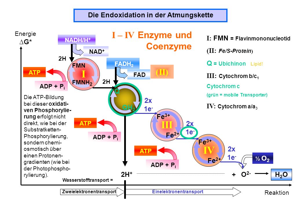 I III IV I – IV Enzyme und Coenzyme (II)