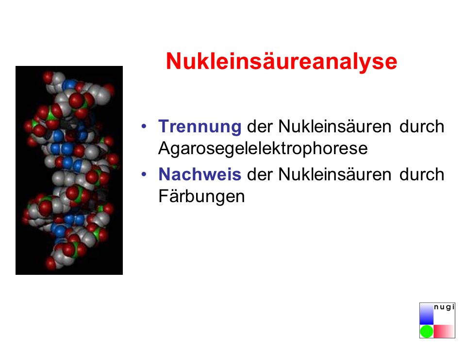 Nukleinsäureanalyse Trennung der Nukleinsäuren durch Agarosegelelektrophorese. Nachweis der Nukleinsäuren durch Färbungen.