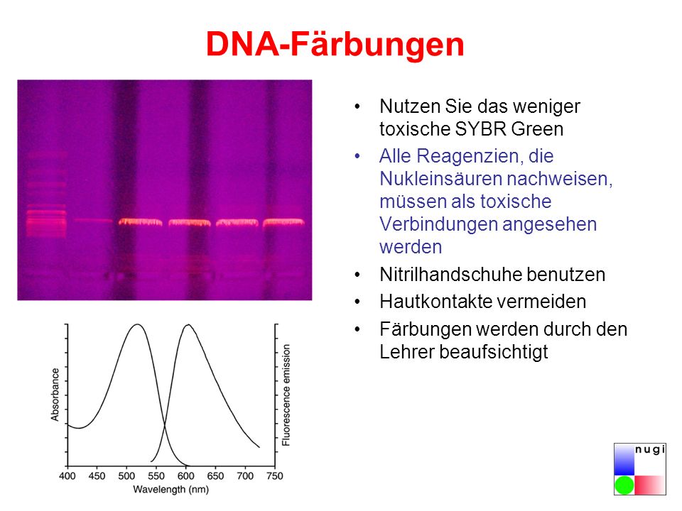 DNA-Färbungen Nutzen Sie das weniger toxische SYBR Green