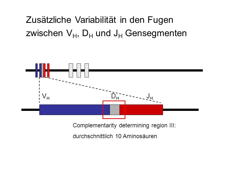 Zusätzliche Variabilität in den Fugen zwischen VH, DH und JH Gensegmenten