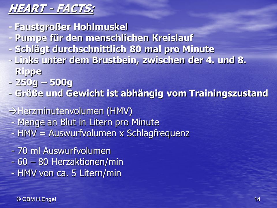 HEART - FACTS: - Faustgroßer Hohlmuskel