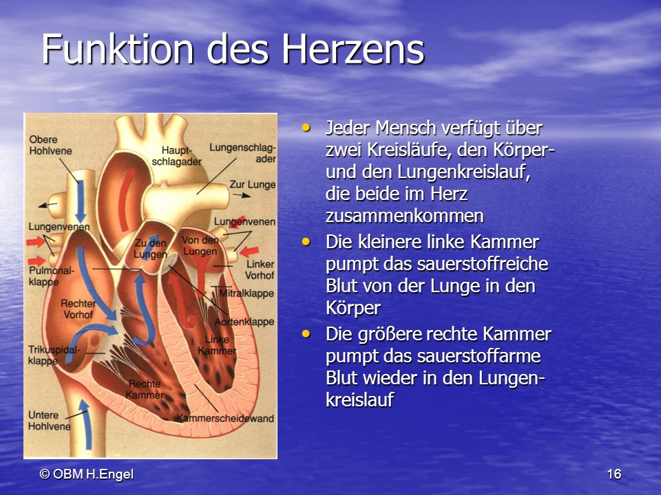 Funktion des Herzens Jeder Mensch verfügt über zwei Kreisläufe, den Körper- und den Lungenkreislauf, die beide im Herz zusammenkommen.
