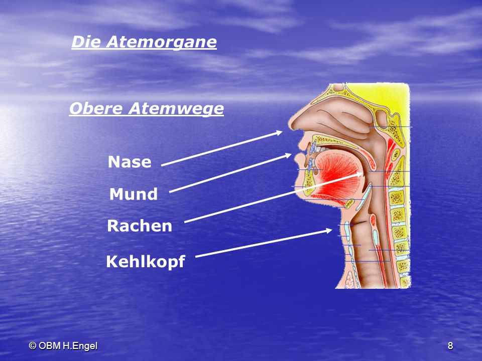 Die Atemorgane Obere Atemwege Nase Mund Rachen Kehlkopf © OBM H.Engel