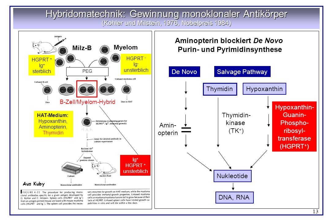 Aminopterin blockiert De Novo Purin- und Pyrimidinsynthese