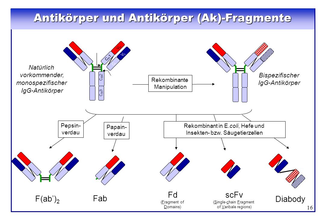 Antikörper und Antikörper (Ak)-Fragmente
