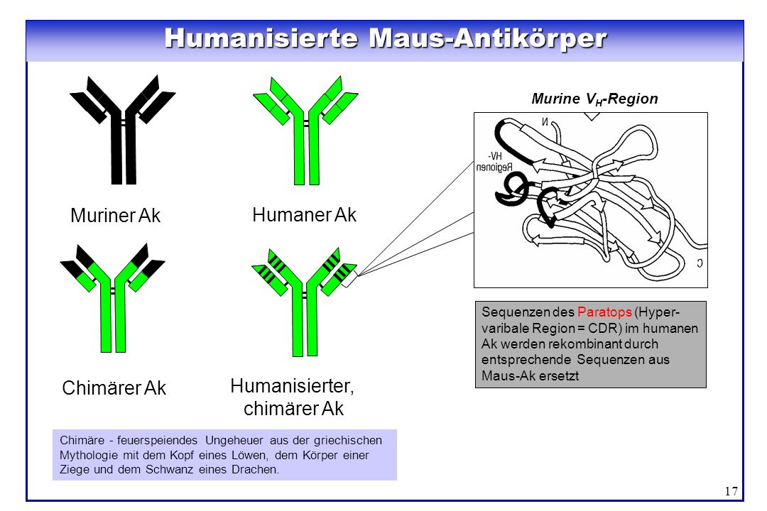 Humanisierte Maus-Antikörper