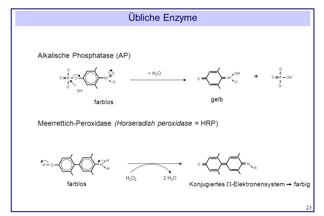 Übliche Enzyme + Alkalische Phosphatase (AP)