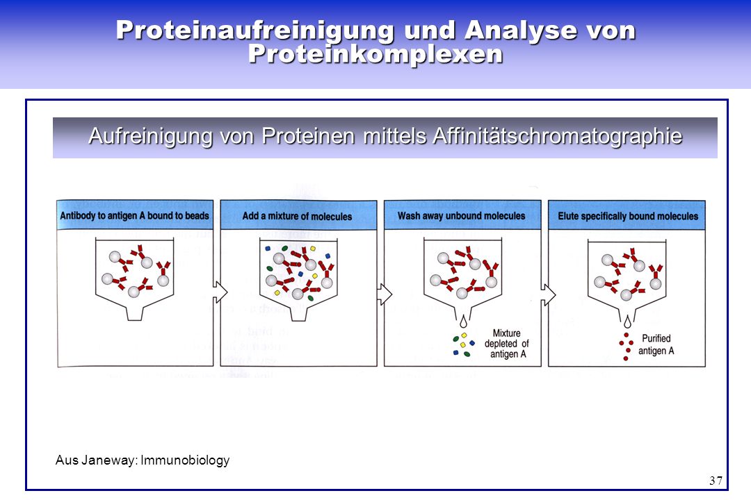 Proteinaufreinigung und Analyse von Proteinkomplexen