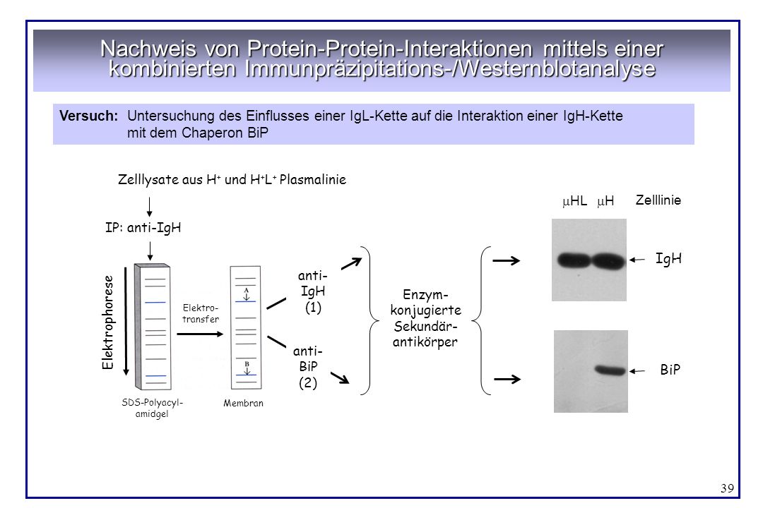 Nachweis von Protein-Protein-Interaktionen mittels einer kombinierten Immunpräzipitations-/Westernblotanalyse