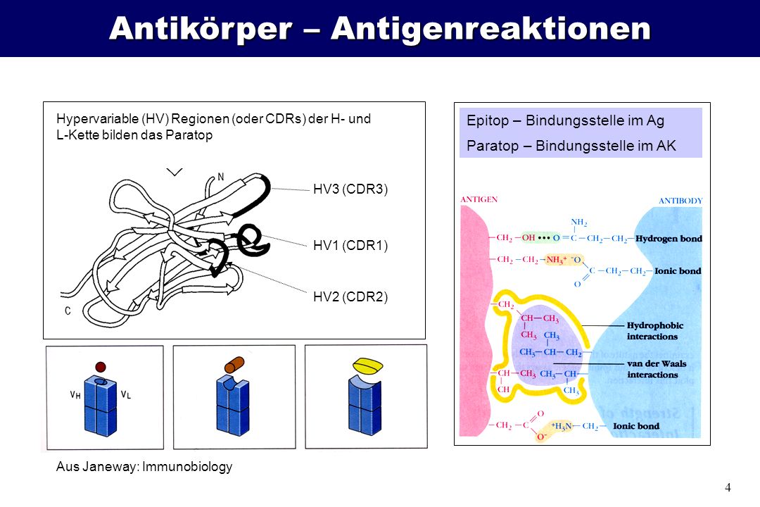 Antikörper – Antigenreaktionen
