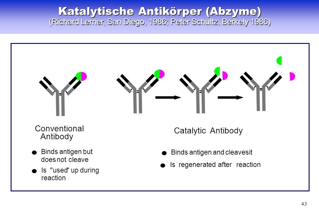 Katalytische Antikörper (Abzyme)