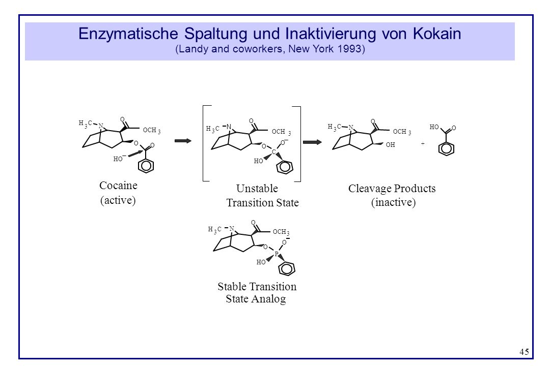 Enzymatische Spaltung und Inaktivierung von Kokain