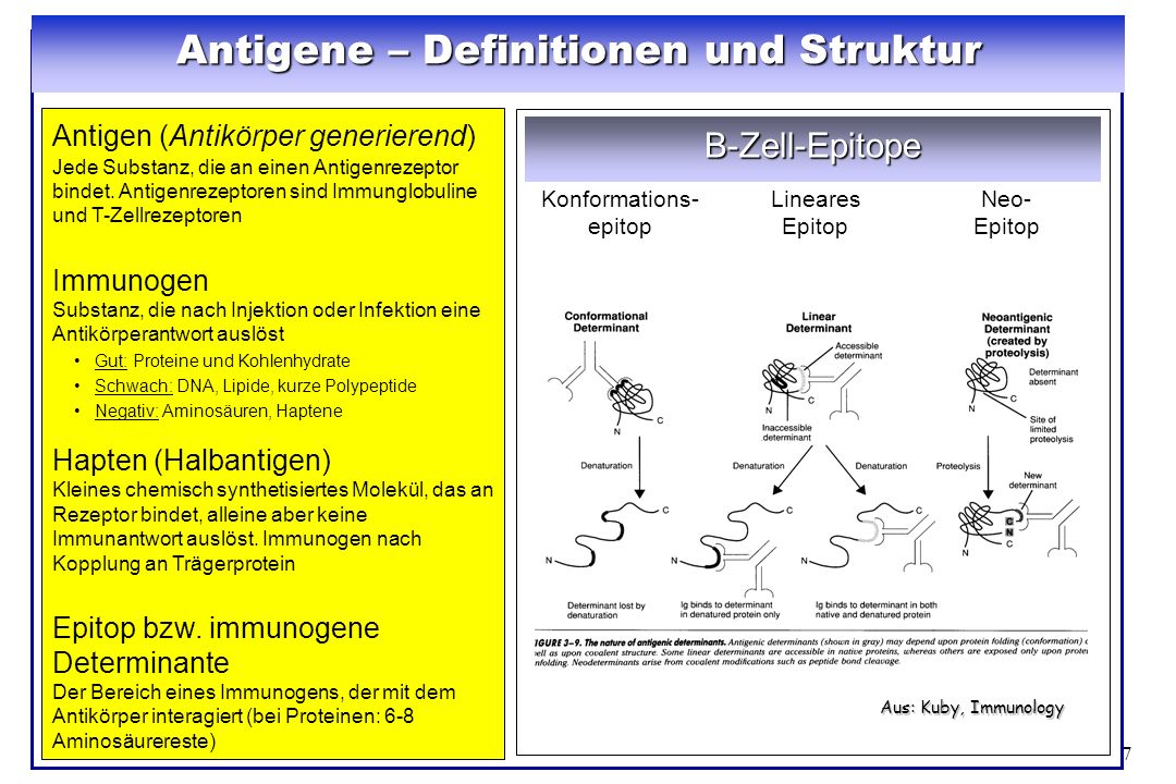 Antigene – Definitionen und Struktur