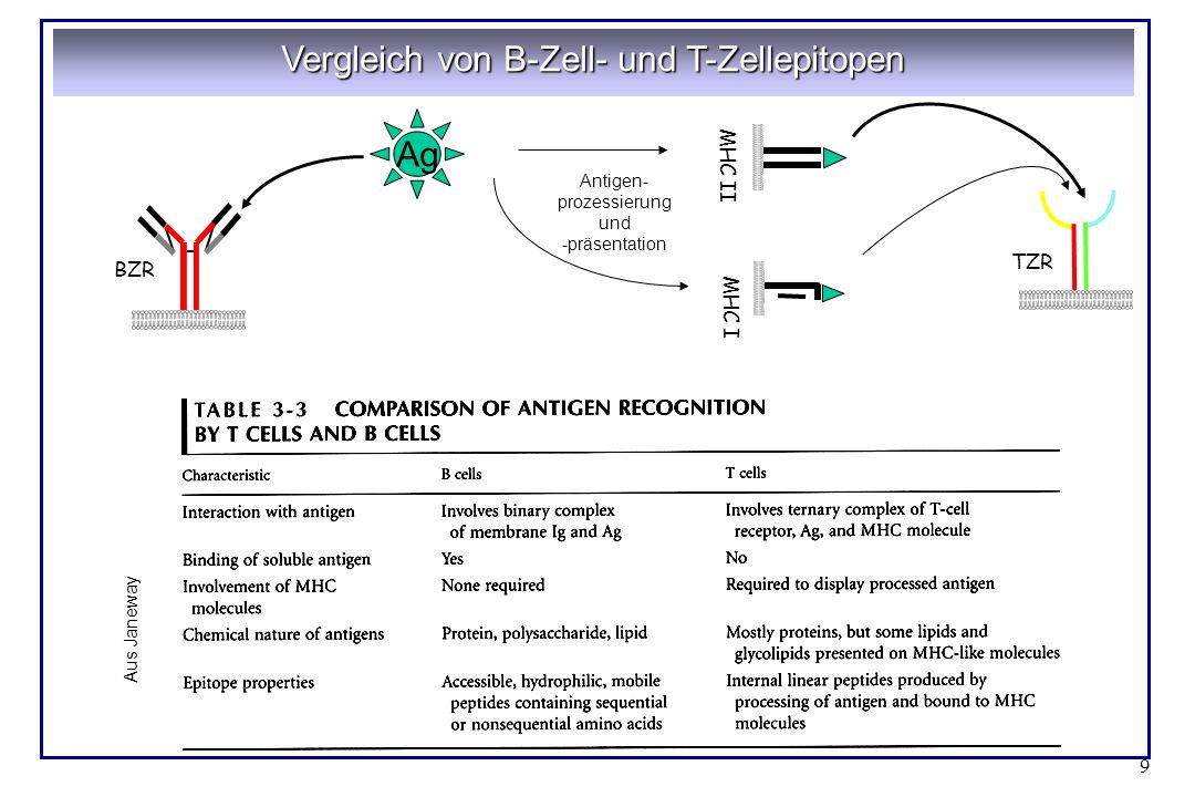 Vergleich von B-Zell- und T-Zellepitopen