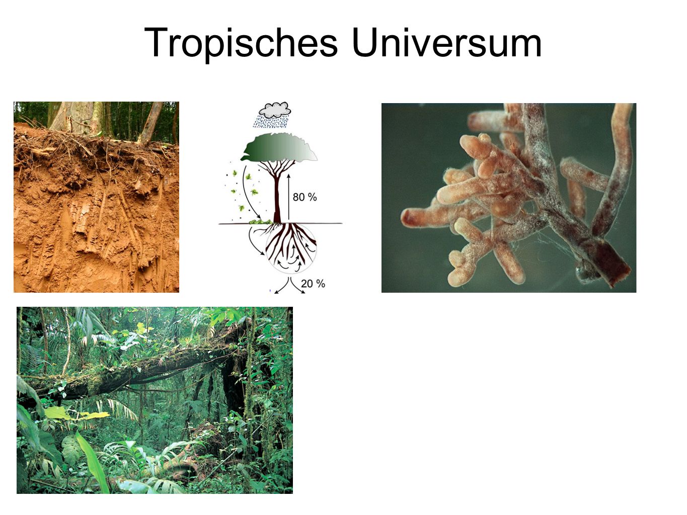 Tropisches Universum