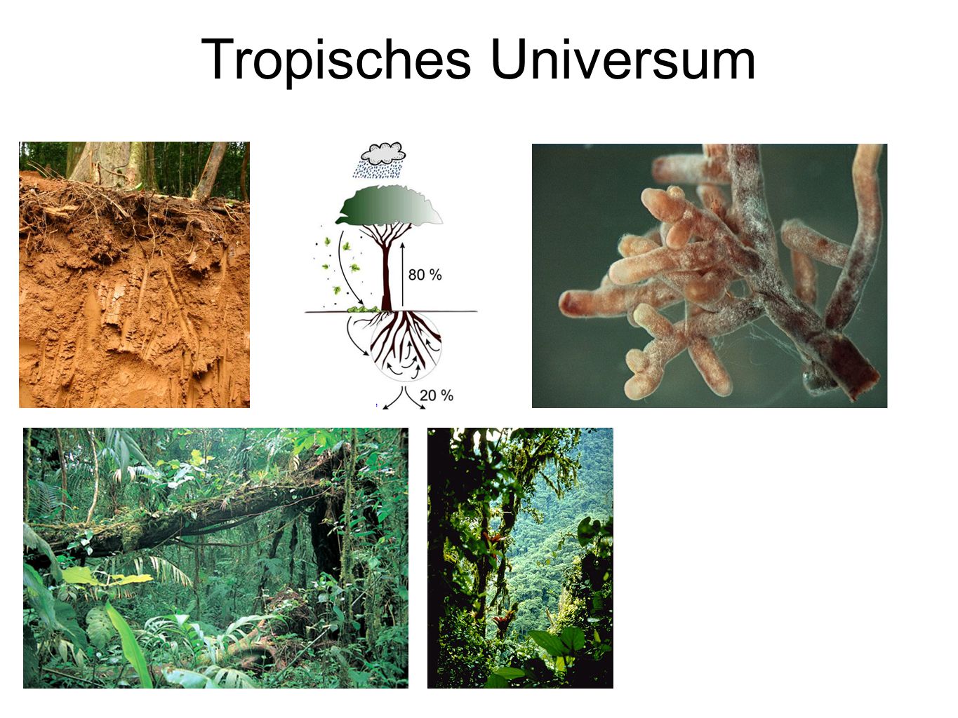 Tropisches Universum