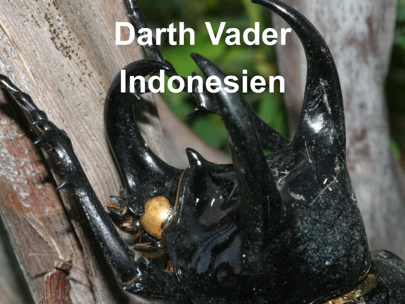 Darth Vader Indonesien