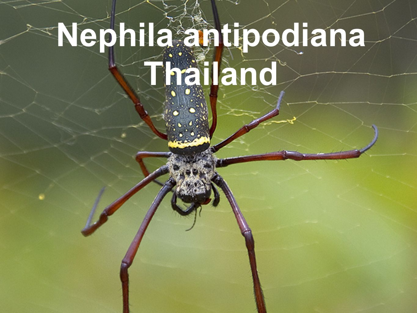 Nephila antipodiana Thailand