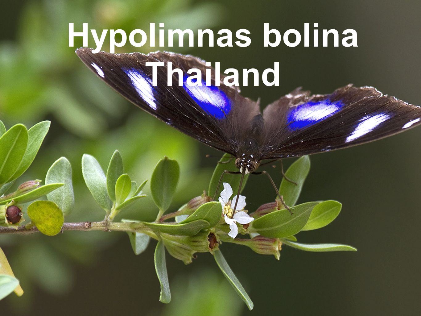 Hypolimnas bolina Thailand