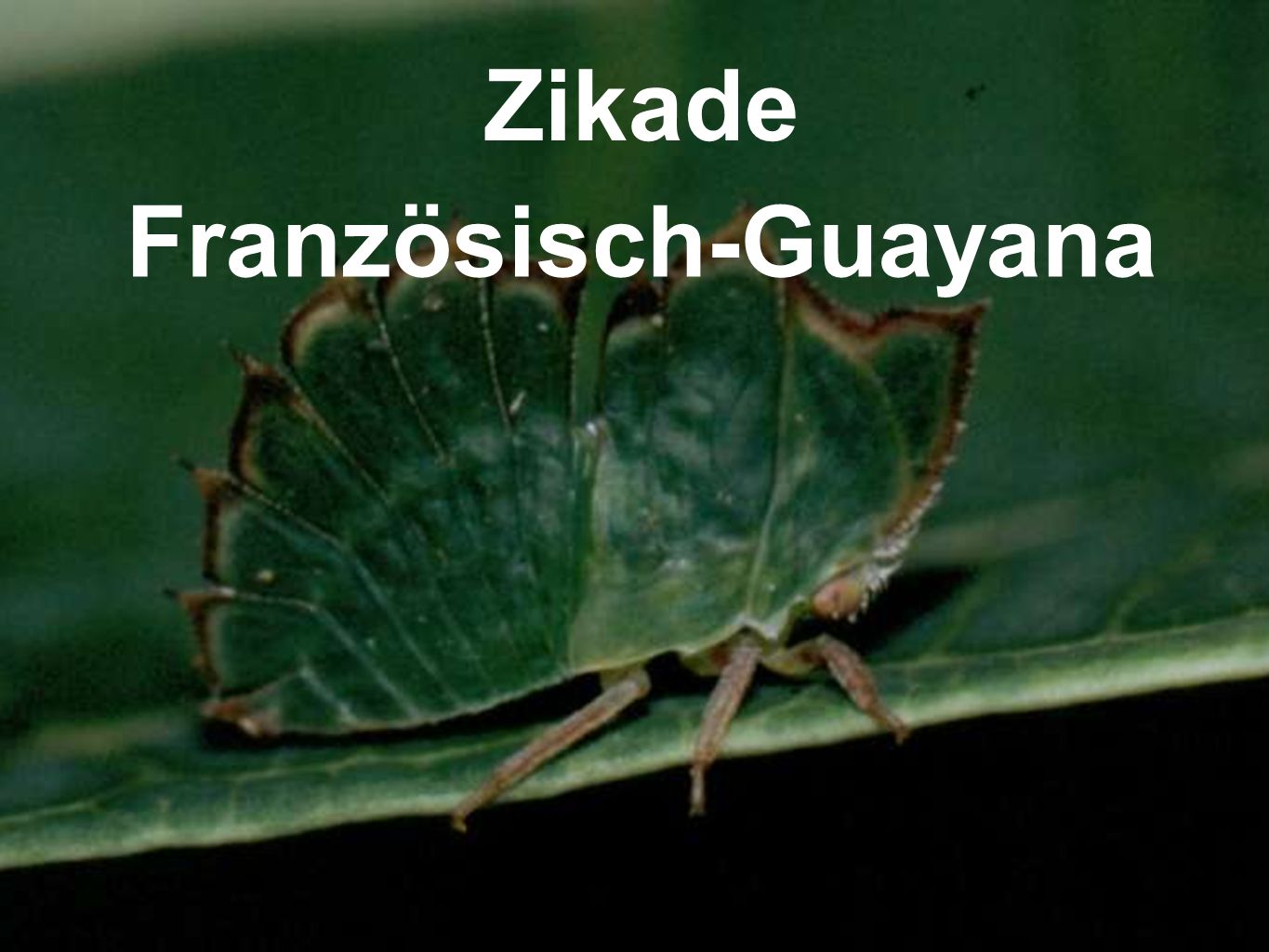 Zikade Französisch-Guayana