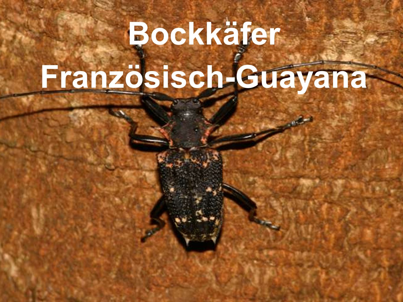 Bockkäfer Französisch-Guayana