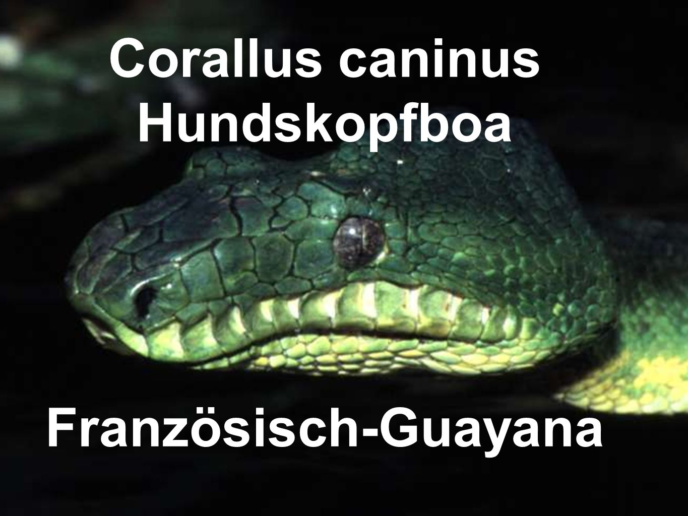 Corallus caninus Hundskopfboa Französisch-Guayana