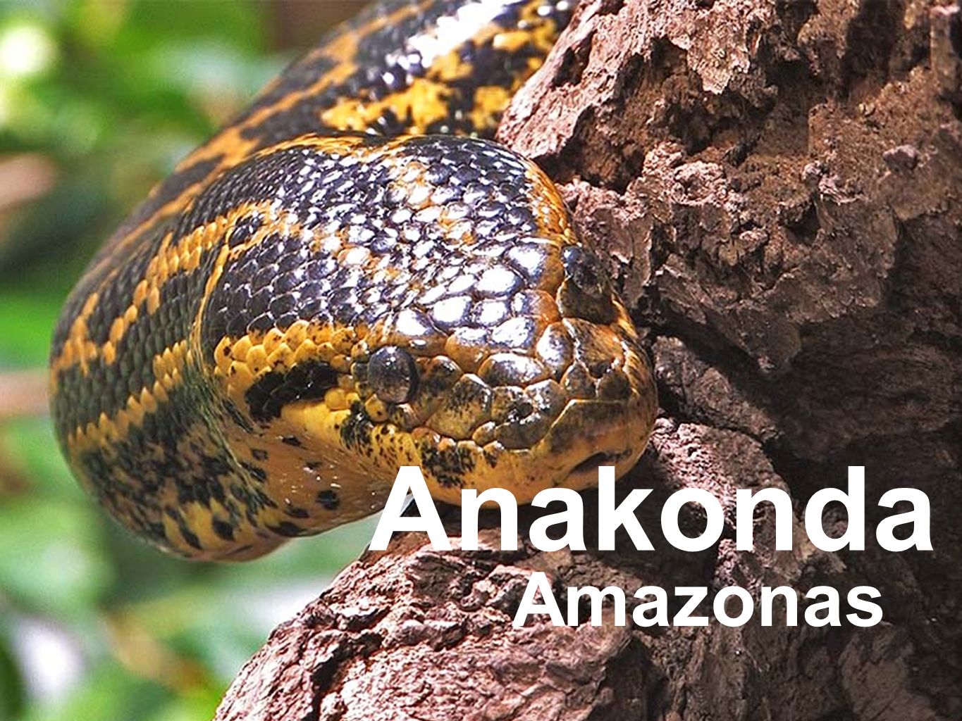 Anakonda Amazonas
