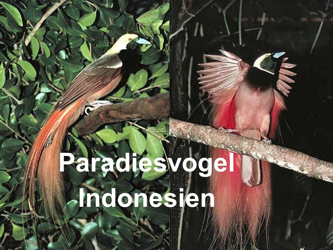 Paradiesvogel Indonesien