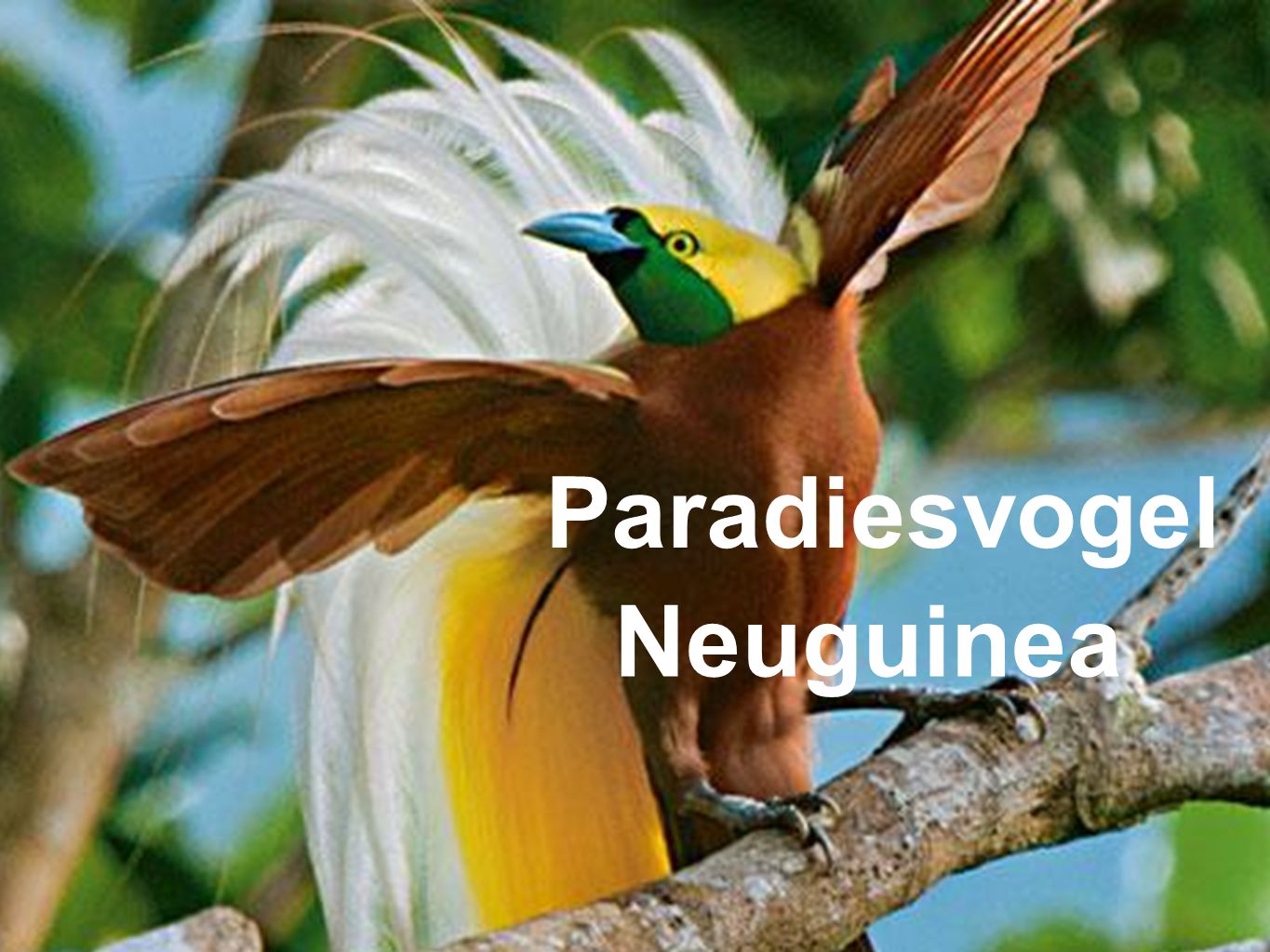 Paradiesvogel Neuguinea