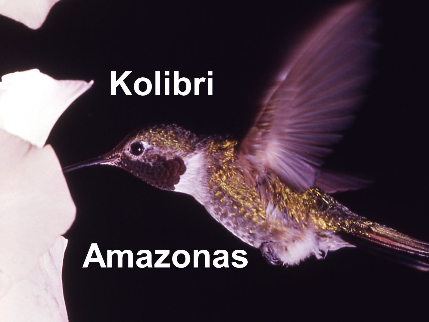 Kolibri Amazonas