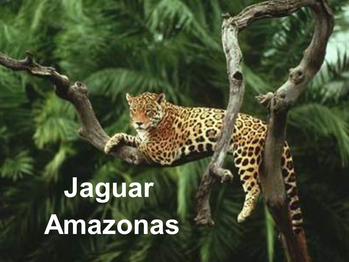 Jaguar Amazonas
