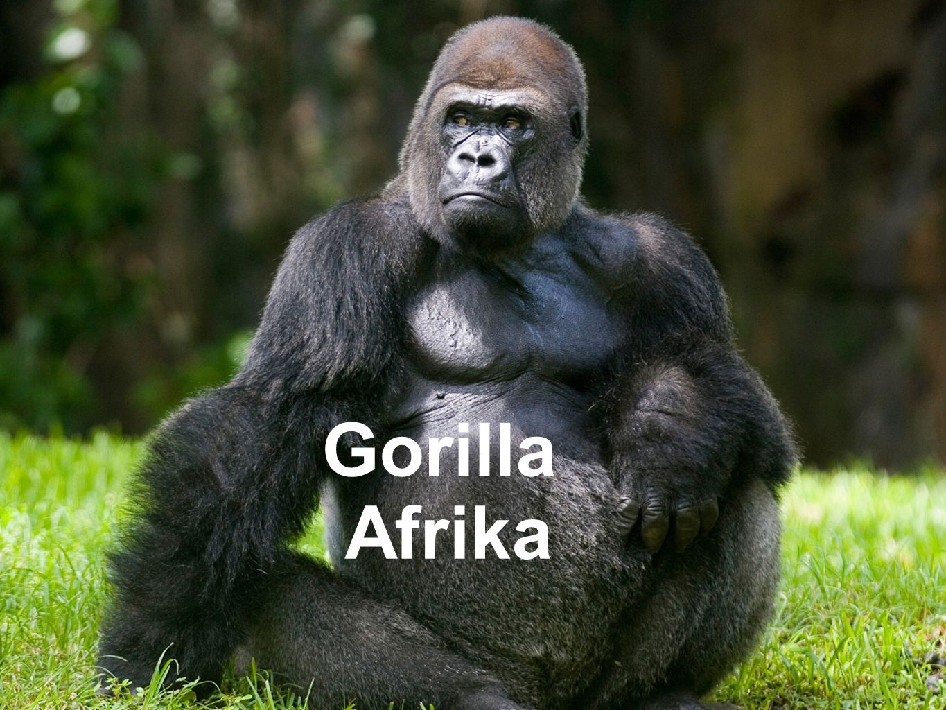 Gorilla Afrika