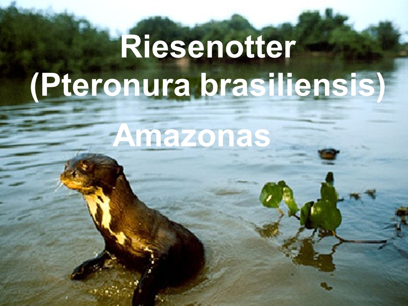(Pteronura brasiliensis)