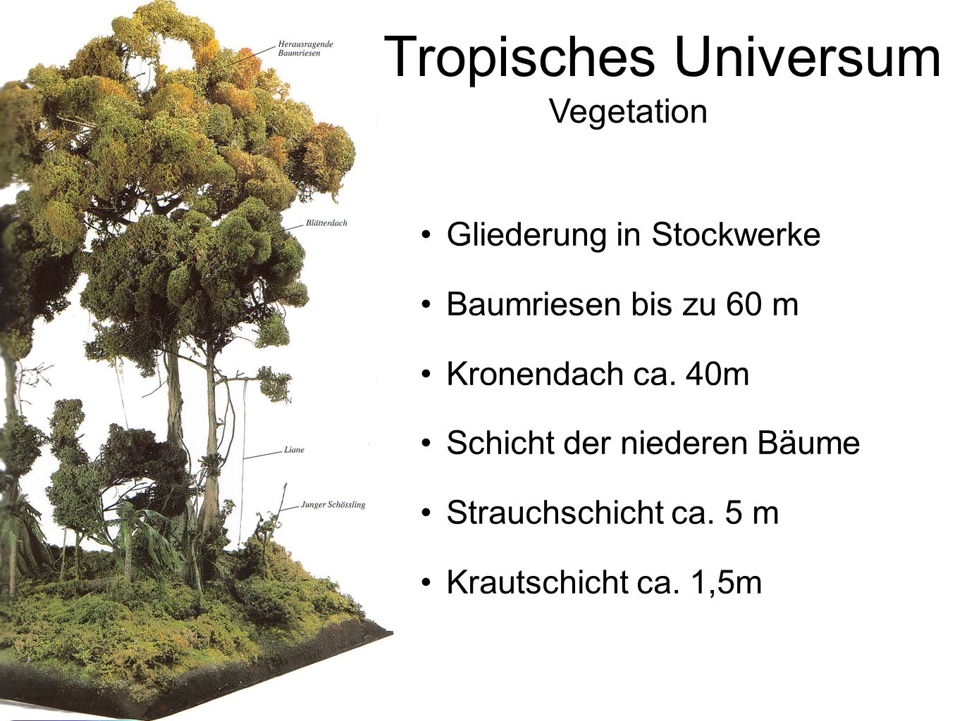 Tropisches Universum Vegetation Gliederung in Stockwerke