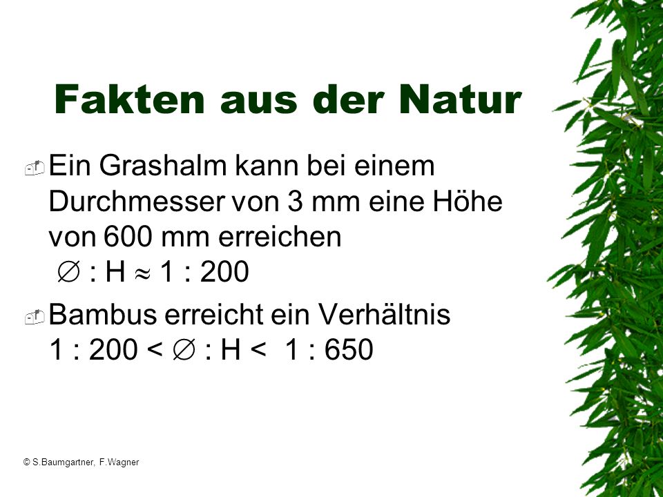 Fakten aus der Natur Ein Grashalm kann bei einem Durchmesser von 3 mm eine Höhe von 600 mm erreichen  : H  1 : 200.