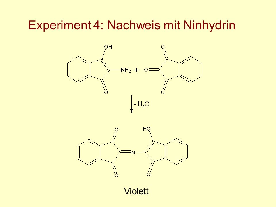 Experiment 4: Nachweis mit Ninhydrin