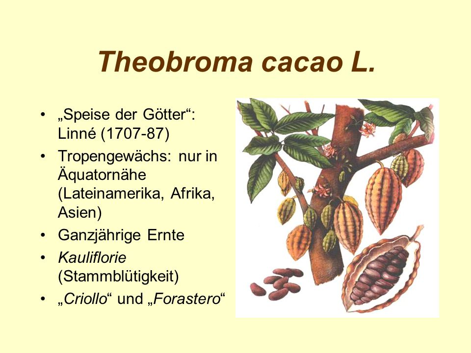 Theobroma cacao L. „Speise der Götter : Linné ( )