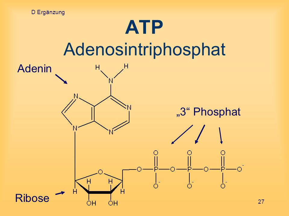 ATP Adenosintriphosphat