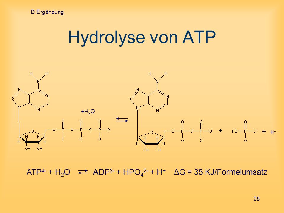 D Ergänzung Hydrolyse von ATP. +H2O.