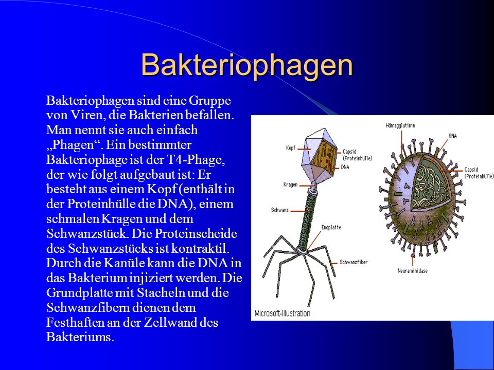 Bakteriophagen